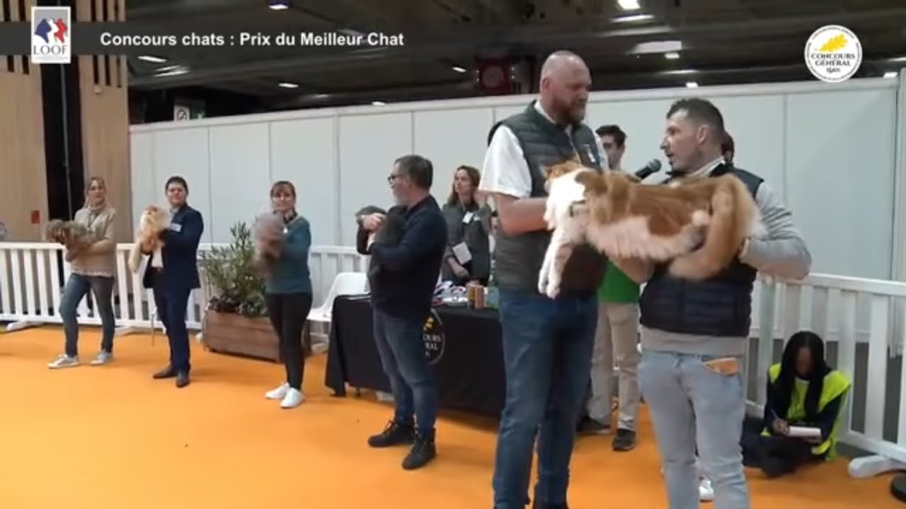 Finale salon d’agriculture 2024 : top 34 des meilleurs chat de race de france!