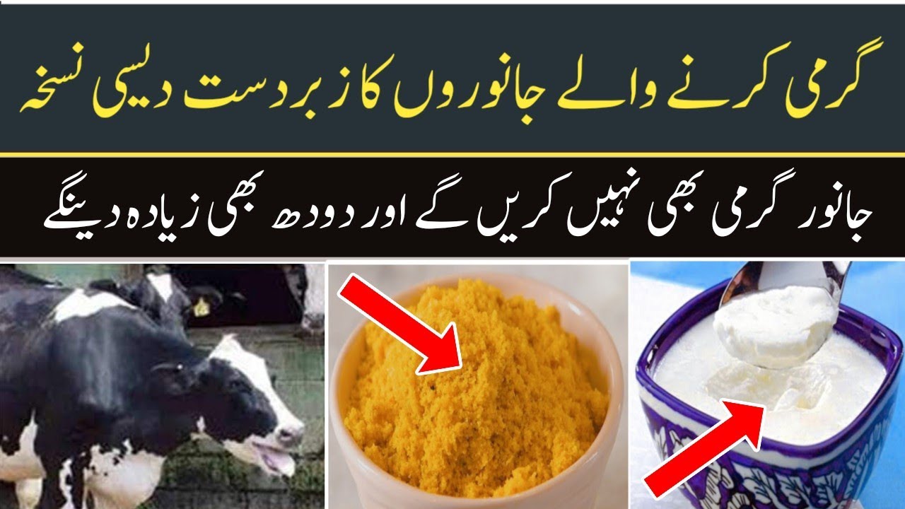 Garmi Ka best desi treatment | Dairy Farming in Pakistan