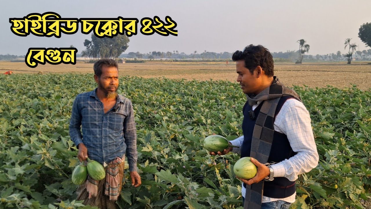 এক সিজনেই হাইব্রিড চক্কোর ৪২২ জাতের বেগুন চাষে ৬ লাক্ষাধিক টাকা আয়।@কৃষকেরসময় 