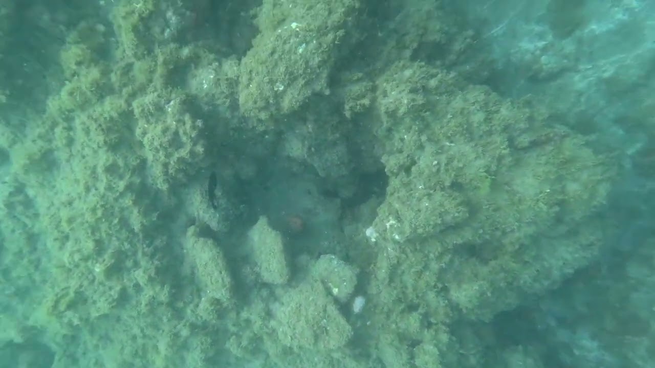 Snokel in Salinetas. EAST COAST