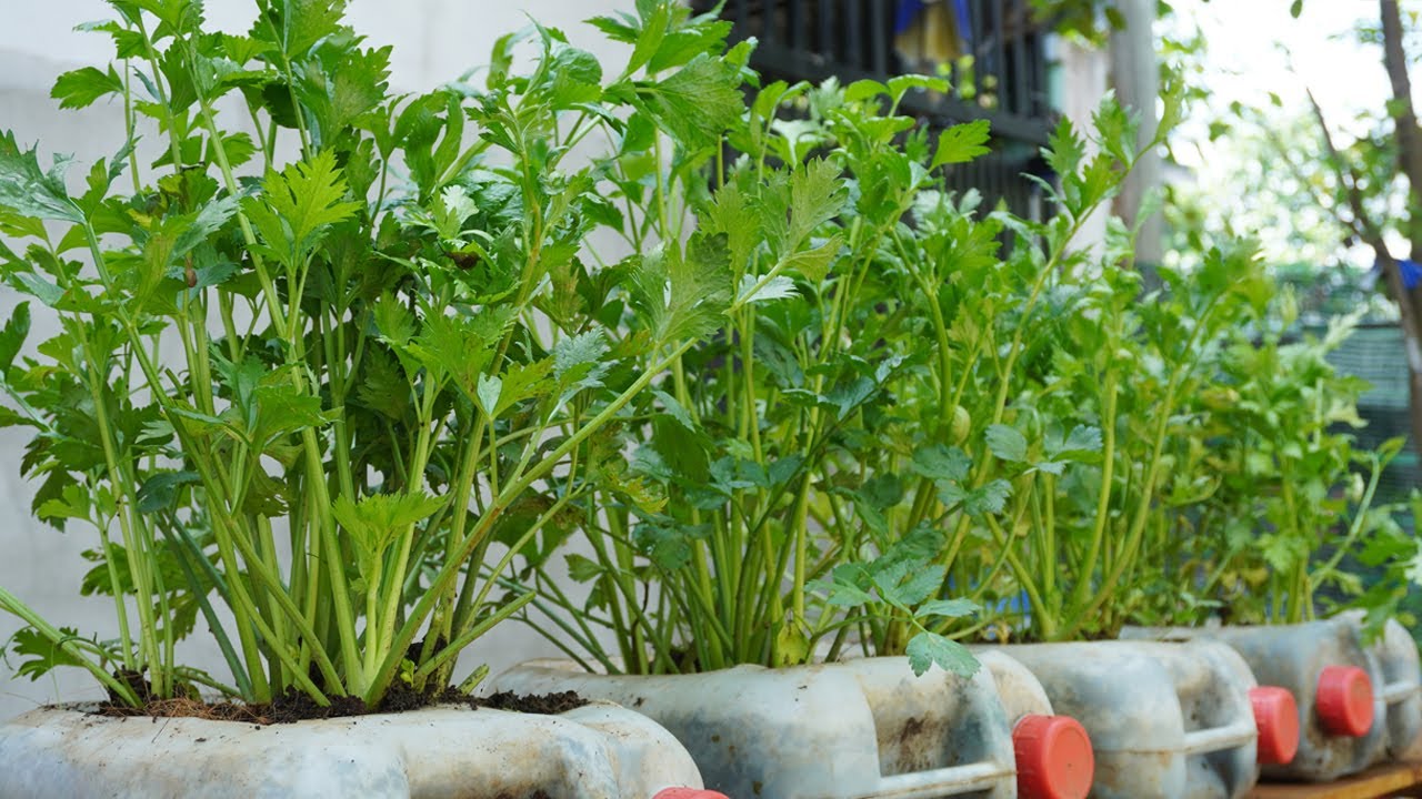 How to grow celery in plastic bottles at home very easy for beginners
