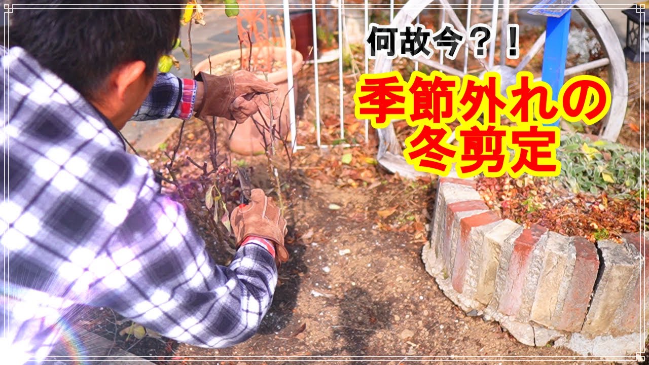 季節外れの冬剪定★時期をズラす理由とは？！ (._.)