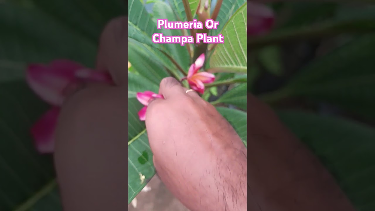 Plumeria or Champa Plant #plumeria #champa #champaplant #shorts #plants #gardening
