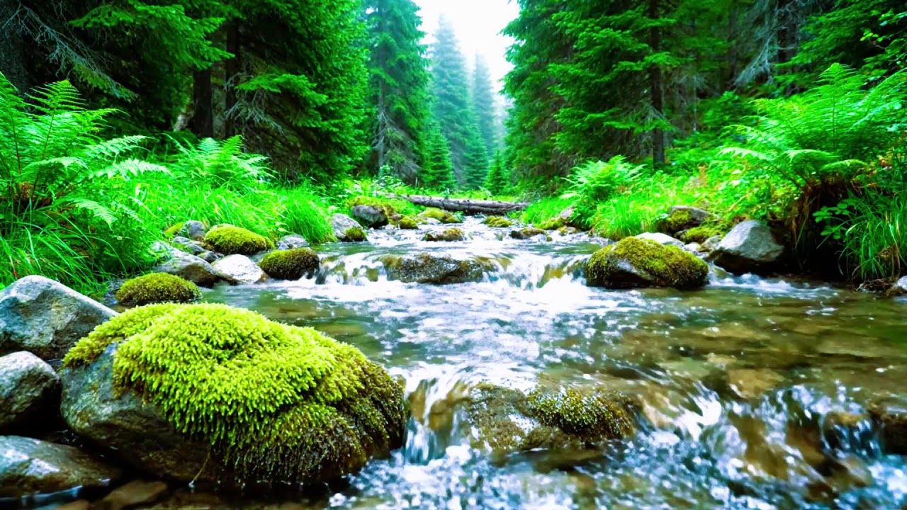 Forest Ambience Birds Singing Beautiful Stream Sounds for Peaceful Sleep, Rest, Focus Study,Medicine