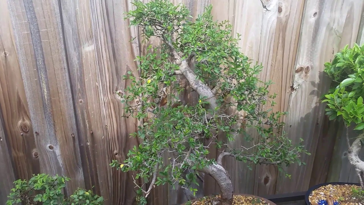 Bonsai Trimming Basics - Trimming Japanese Elm Bonsai