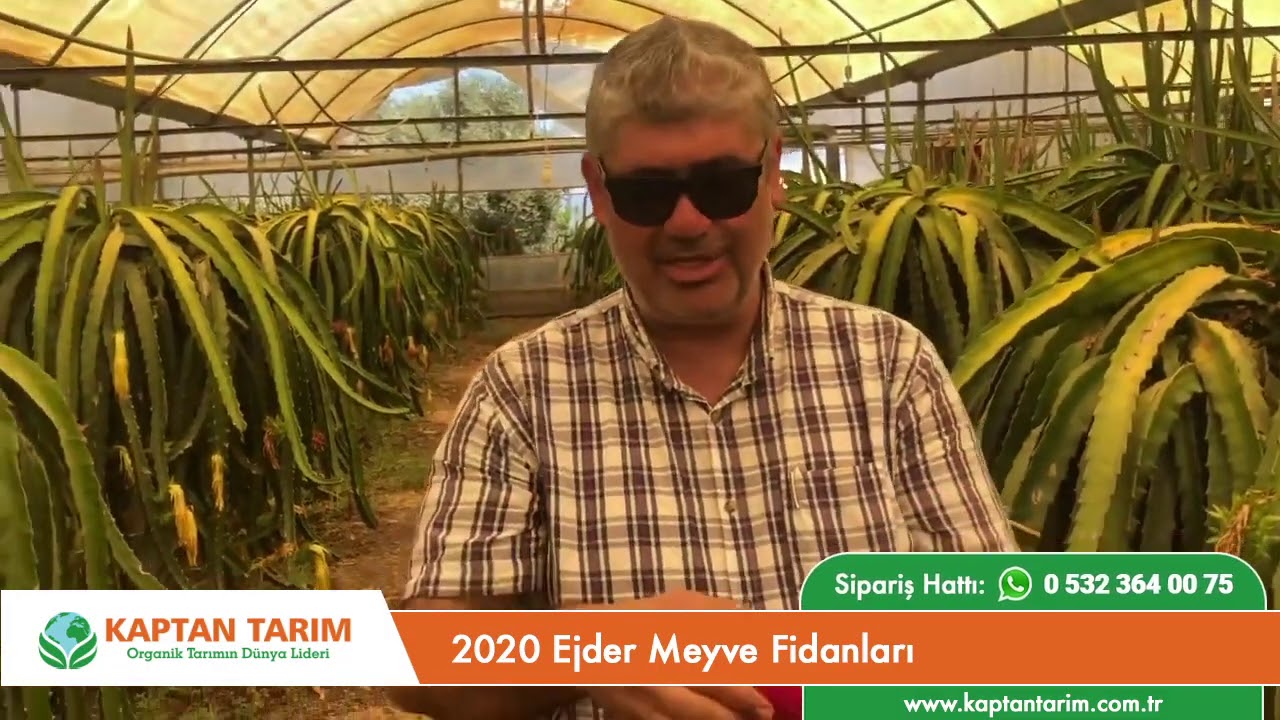 2020 Ejder Meyve Fidanı