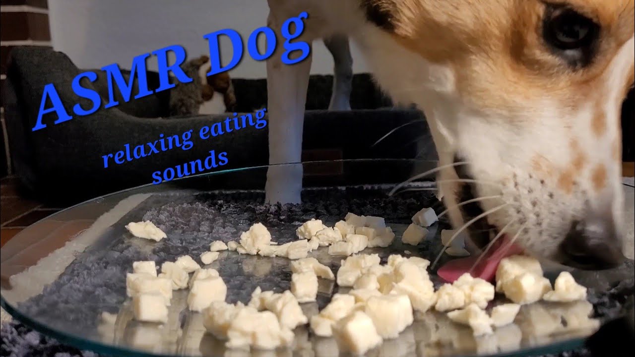 ASMR Dog licking cheese balls I relaxing licking sounds, no talking I mukbang