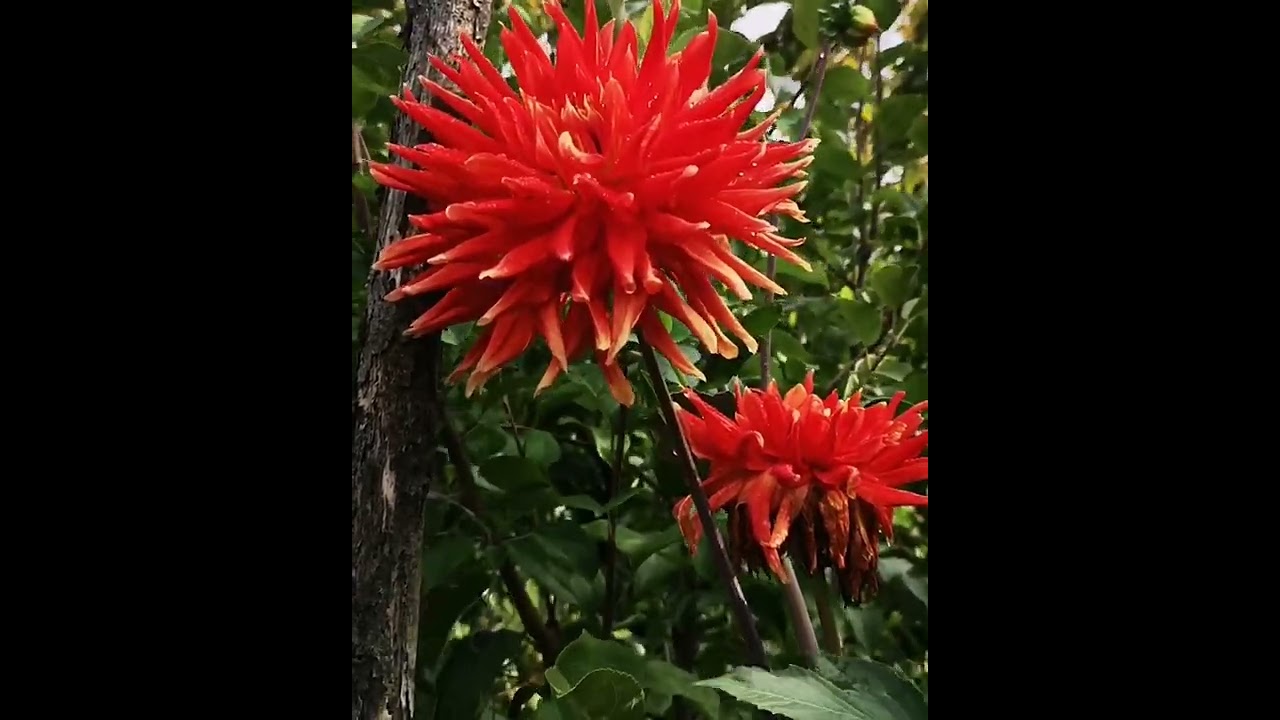 A bright day in September 2022. Ukraine. #shortvideo #relaxing