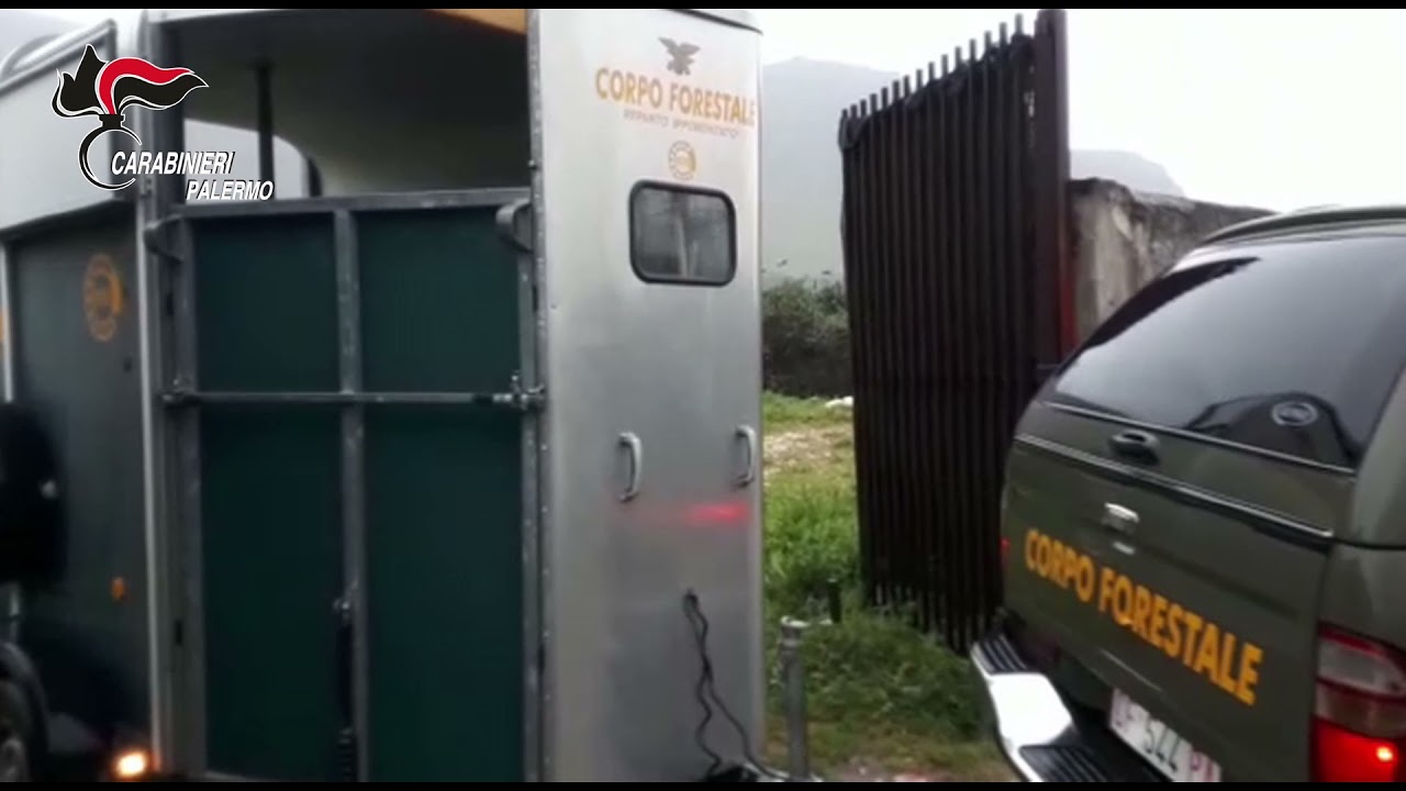 Carabinieri Palermo.  A Ciaculli la Stalla abusiva. Sequestro cavalli