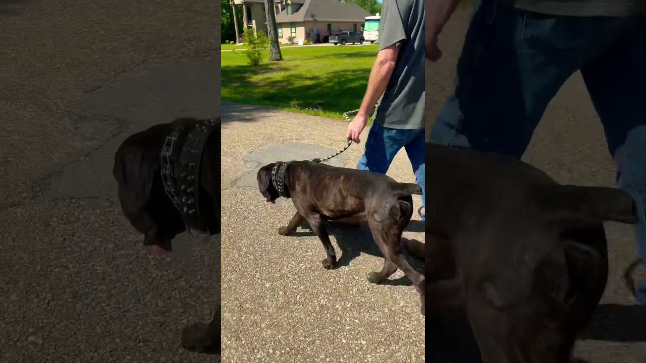 Fear Aggressive Cane Corso #dogs #canecorso #puppy #training #behavior #ytshorts #dogshorts