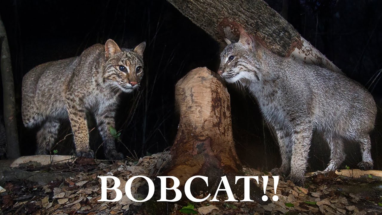 First Bobcat on Camera Trap of 2024