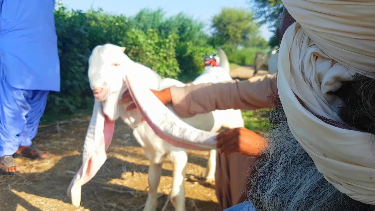 BUGTI claims No1 Kid in the World| KING