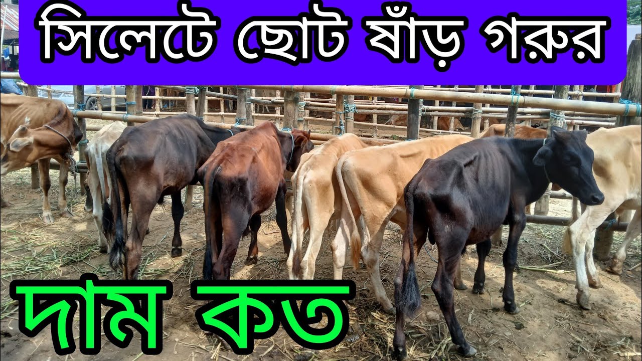 সিলেটের জৈন্তাপুরে খামার উপযোগী ষাঁড় গরুর দামদর দেখুন, ফিজিয়ান ও নেপালী গরুর আমদানি হয়েছে??