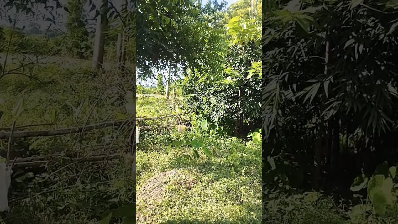 viral vegetable forest  in our country side 