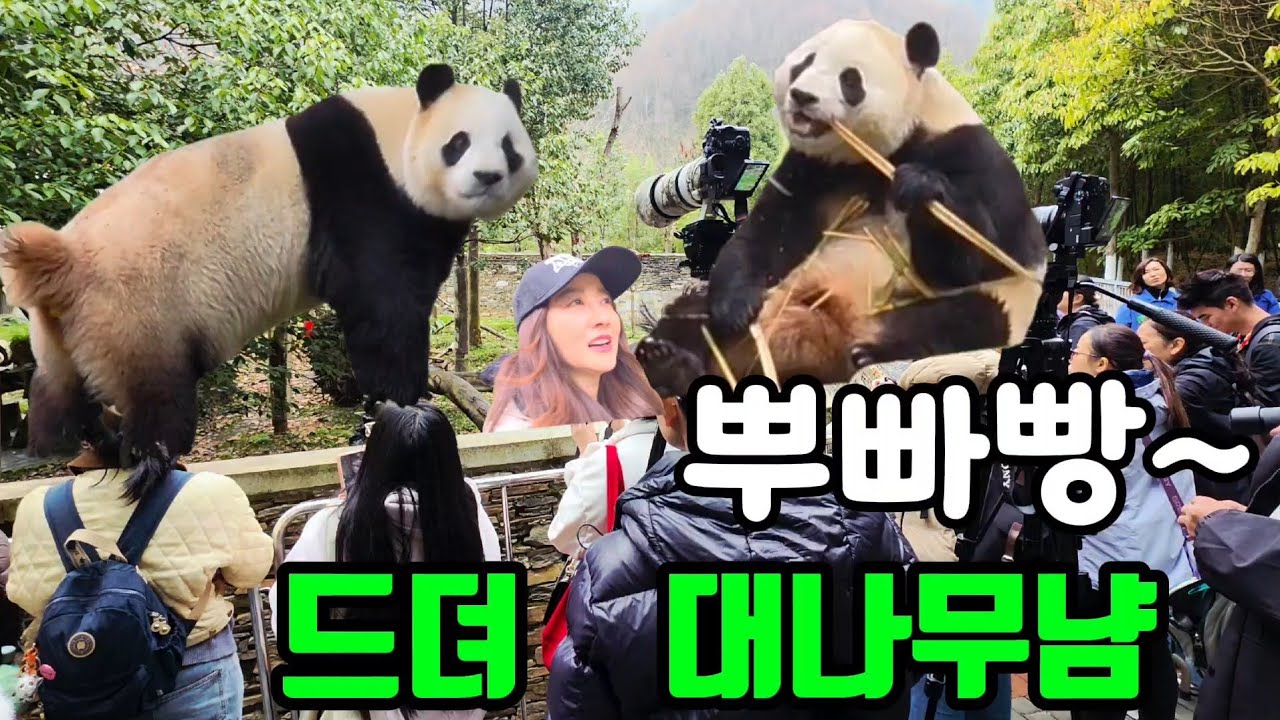 26.3.5 오전1 푸바오실시간 황금뿌빠에 대나무 먹빵 까지 굿굿굿😃♥️ #푸바오 #푸바오실시간 #푸바오근황