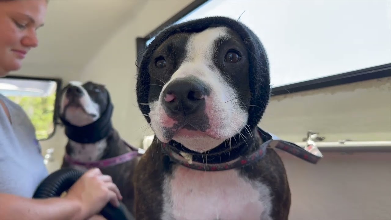 The Staffy Salon