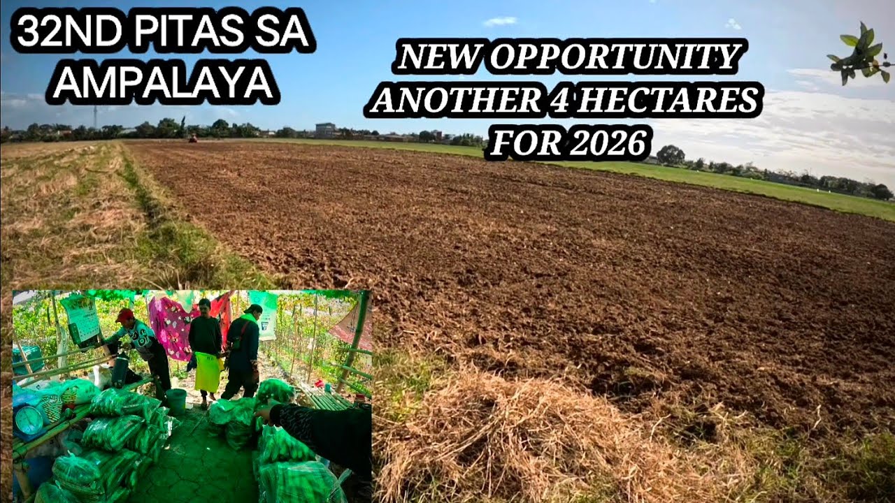 32ND PITAS SA AMPALAYA ,ANOTHER 4 HECTARES FOR 2026🙏🙏♥️♥️