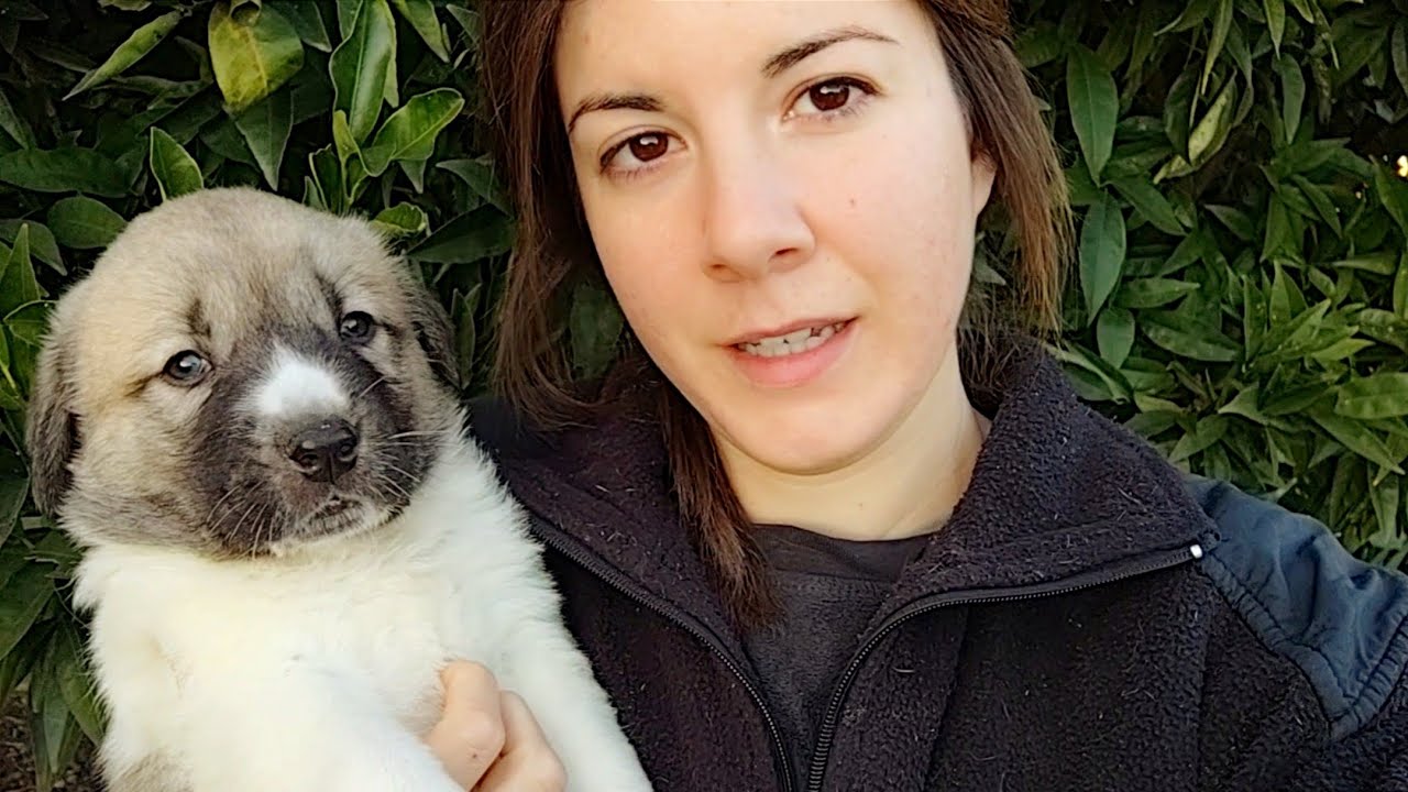 Nos despedimos de los cachorrinos, los auténticos mastines