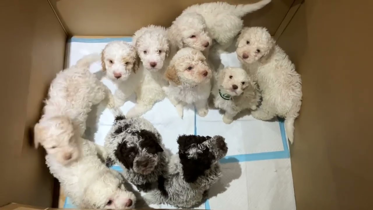 Lagotto Litter’s first trip to the vet - 8 weeks old (23rd Nov 2022)