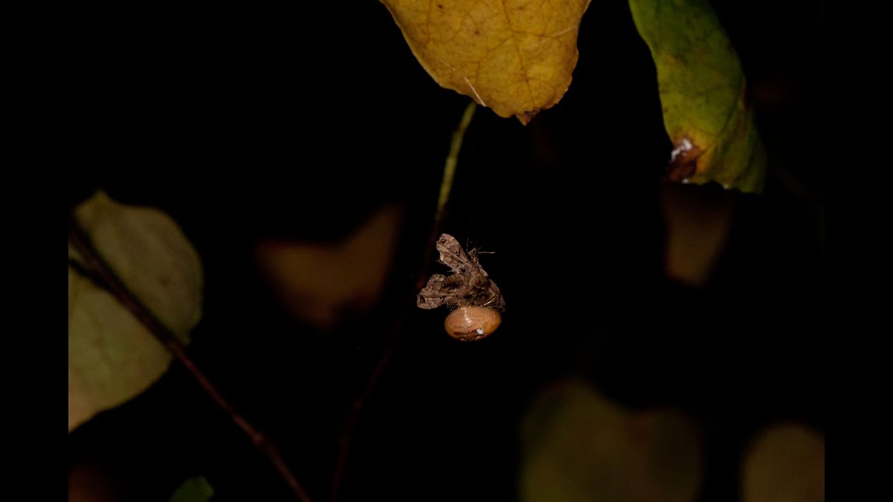 Mastophora stowei captures a moth