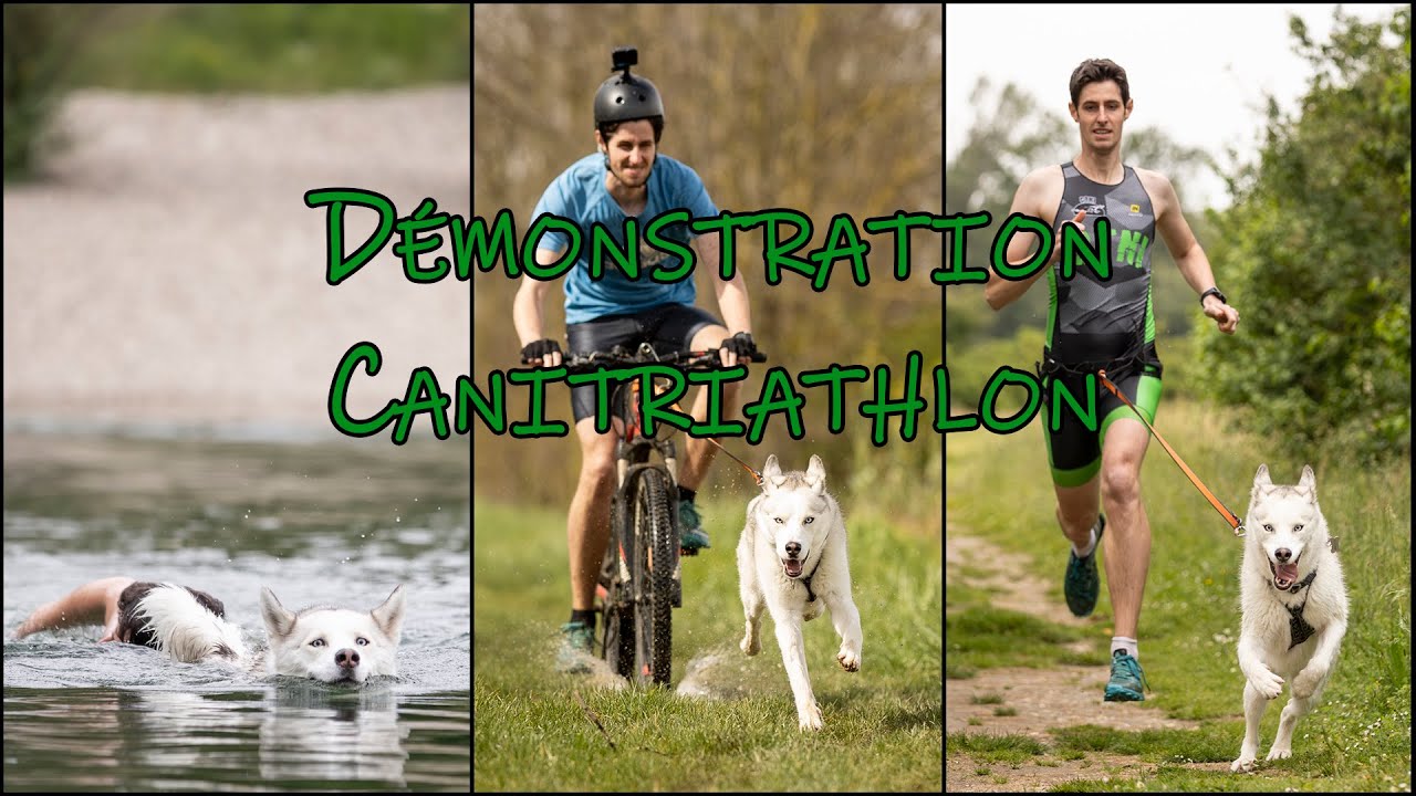 Démonstration Cani-triathlon - Comment ça se passe ?