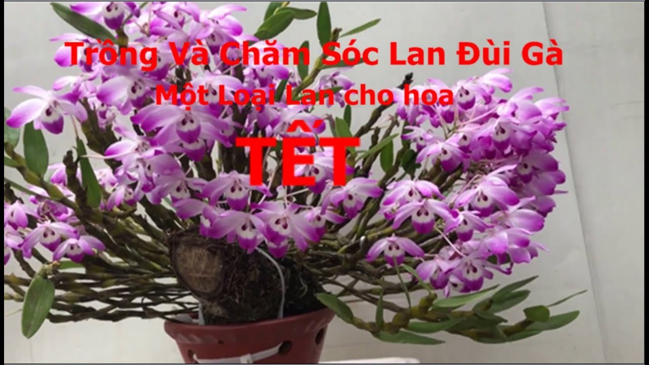 Chia sẻ cách trồng và chăm sóc lan ĐÙI GÀ DẸT loại lan của TẾT