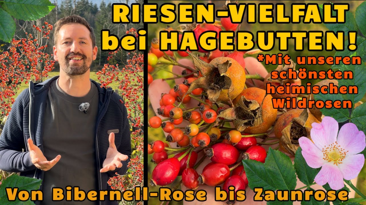 Riesen-Vielfalt bei Hagebutten! Die besten Wildrosen für Naturgärten von Bibernell- bis Zaun-Rose