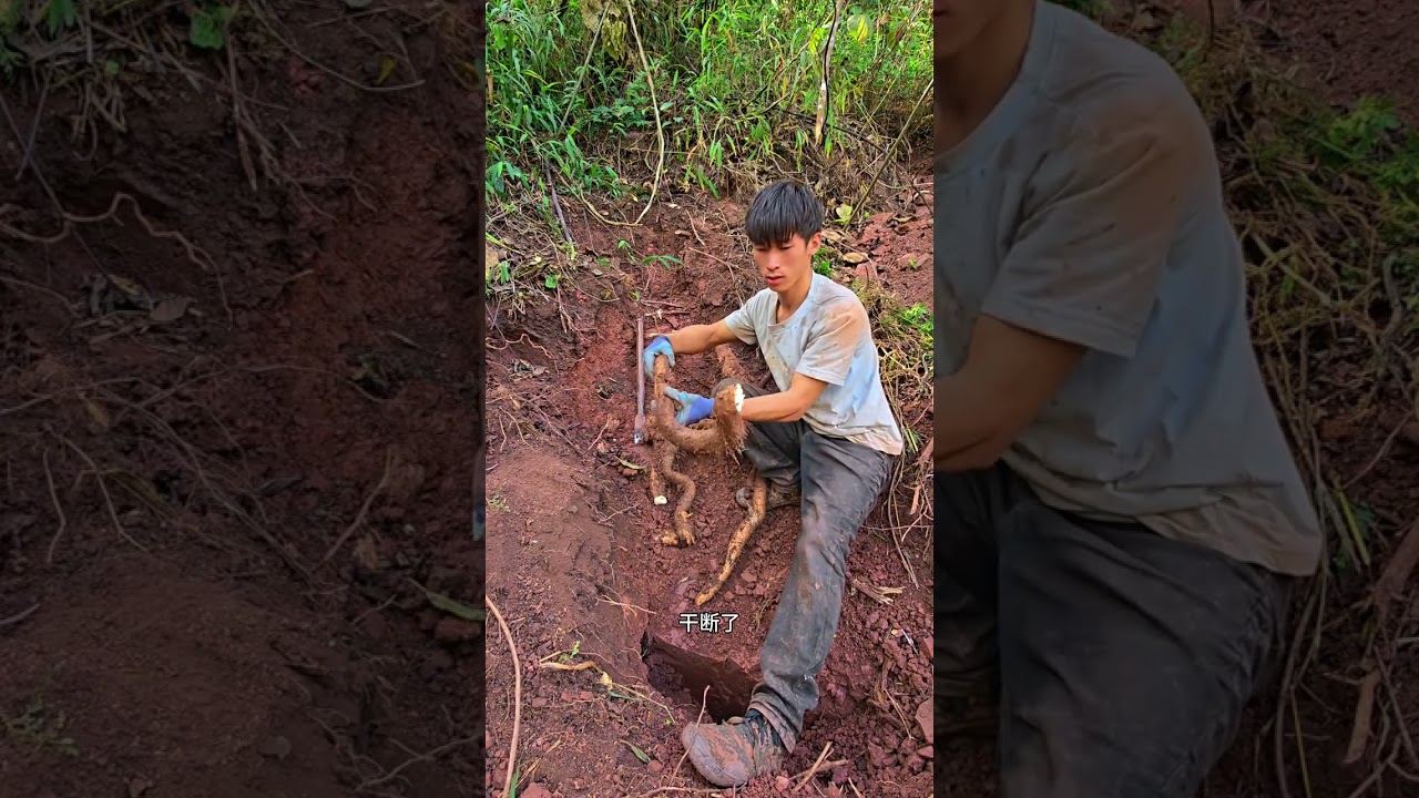 Boss' Pit Unveils Surprising Treasure in 29th Issue: Watch the Excitement