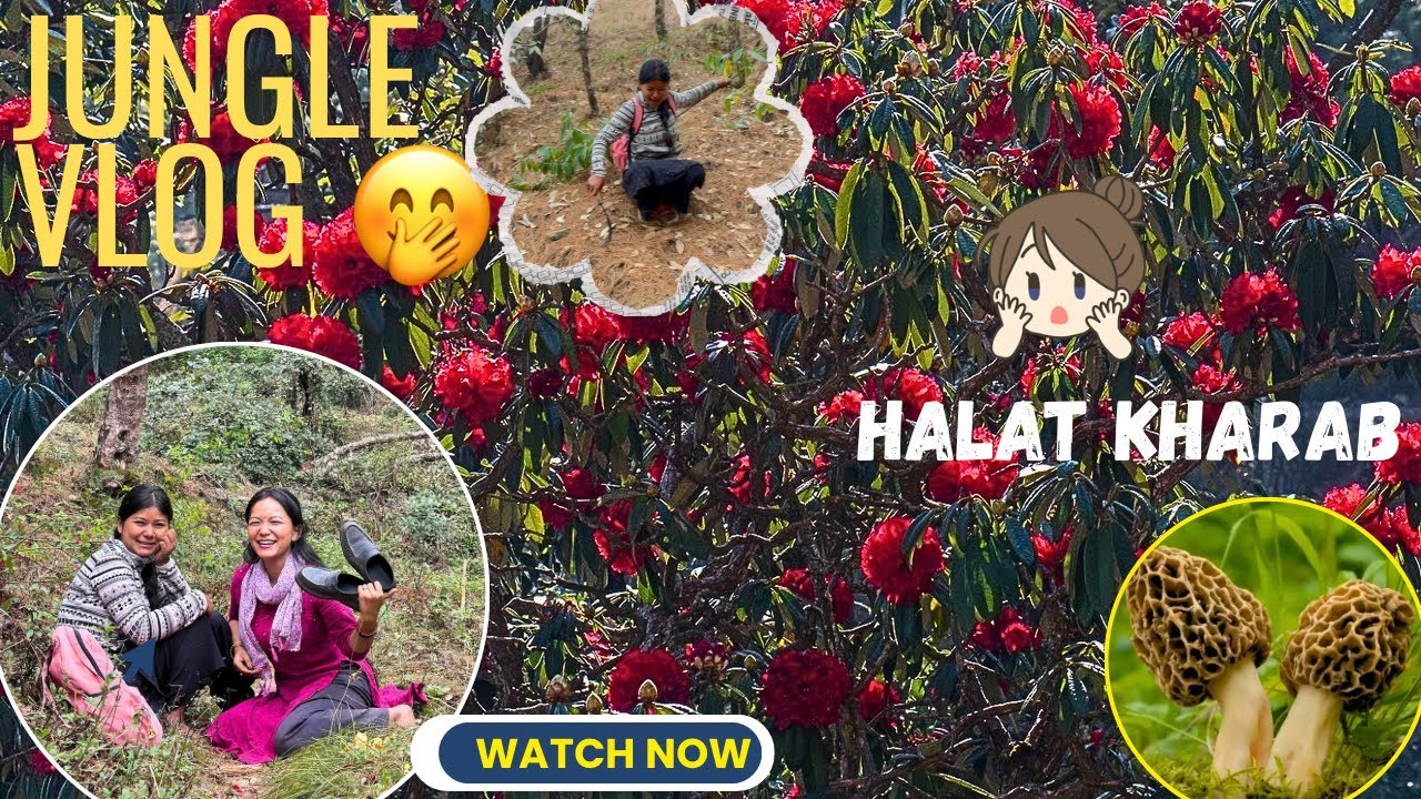 Jungle Vlog 😱 // Kahan Se Kahan Pahoch Gaye Hum 🤔// Rekha Vlogs 