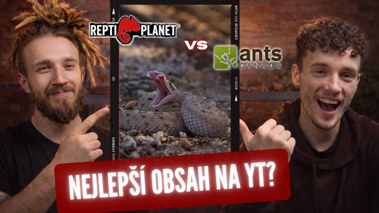 Kdo dělá nejlepší teraristický obsah na YouTube? Naše největší inspirace| Reakce