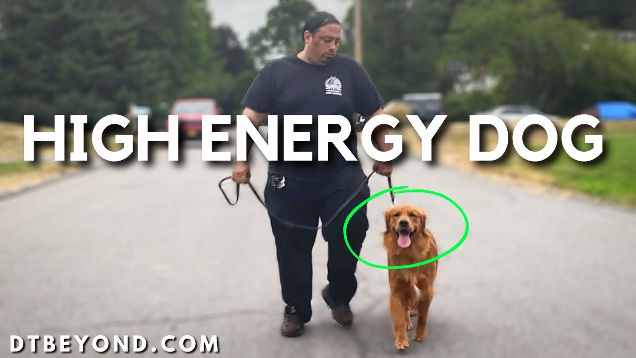 The Best High Energy Dog Walking Tips for Beginners
