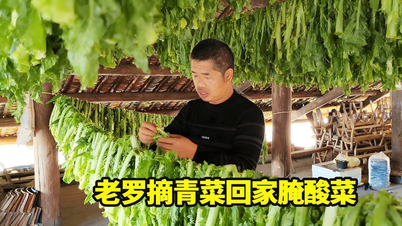 姐夫种的青菜大丰收，老罗摘了满满一筐回家腌酸菜，明年整年都不愁没酸菜吃啦！