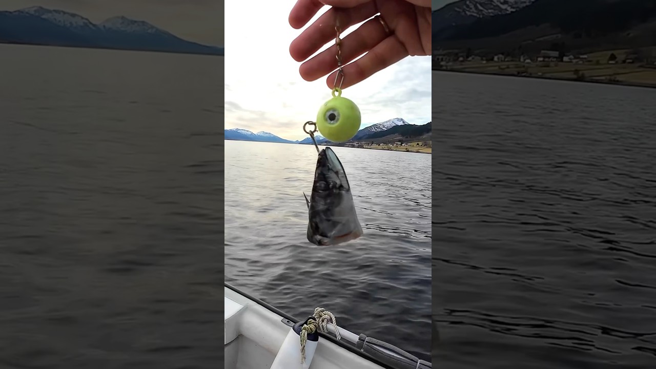 НАЖИВИЛ ГОЛОВУ СКУМБРИИ НА МОРСКУЮ МОРМЫШКУ И&hellip; #shorts