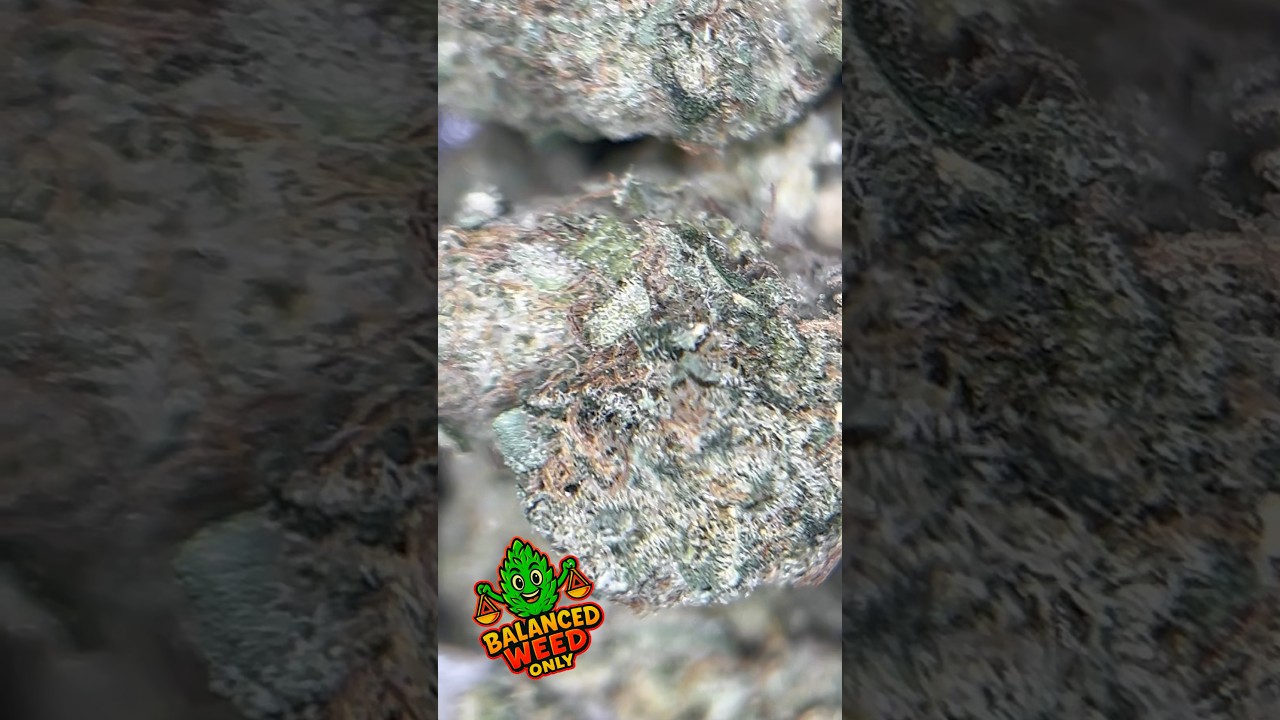 Pedanios 10/13 MBE-CA &ndash; Moon Berry #youtube #shorts #nature