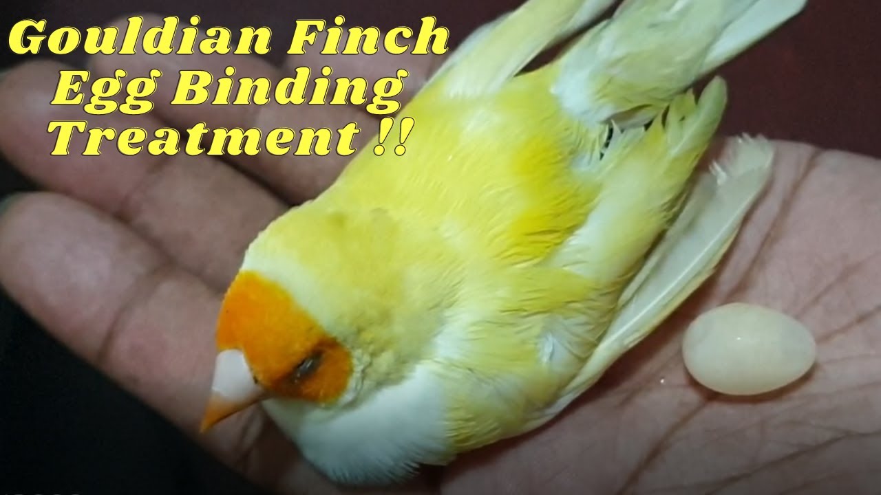 Egg Binding at gouldian finch || Finches Egg Binding Cause and Solution/Treatment