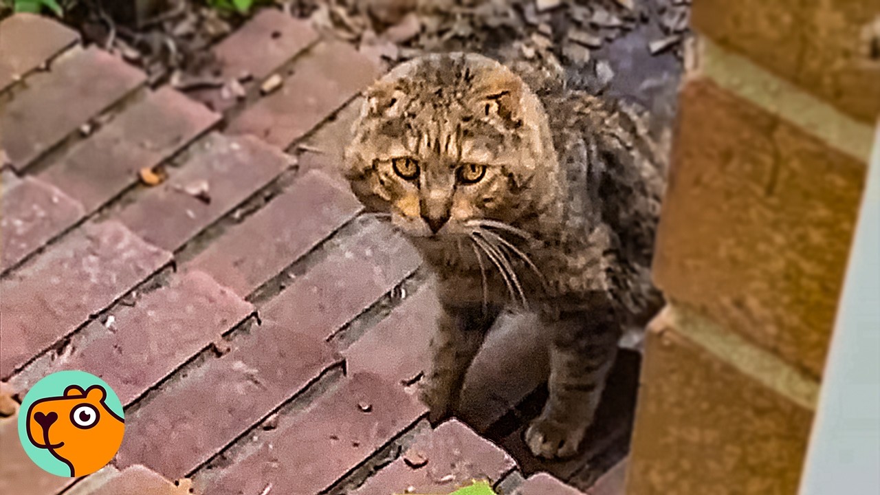 Scared Cat Shows Up At Lady&rsquo;s Doorstep. But Will He Ever Trust Her? | Cuddle Buddies
