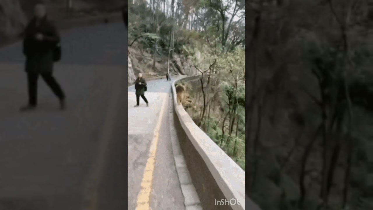 Monkey running#short#🐒👏video#viral