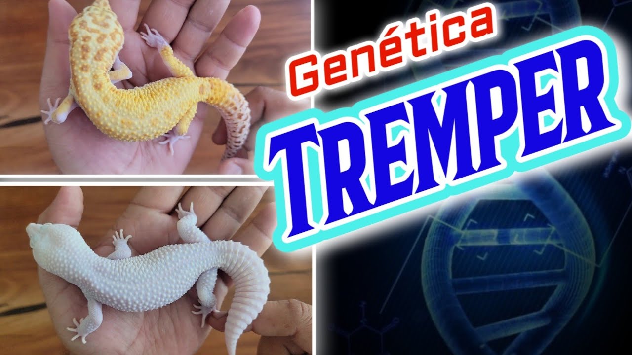 GENÉTICA EN GECKOS LEOPARDO ALBINISMO TREMPER y sus combinaciones RAPTOR, DIABLO BLANCO, EMBER.