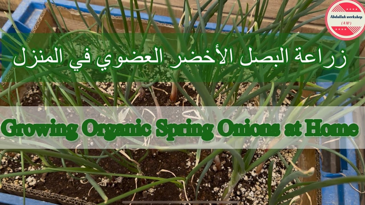 زراعة بصل الربيع الاخضر العضوي في المنزل من الجذور  Growing Organic Spring Onions at Home from Roots