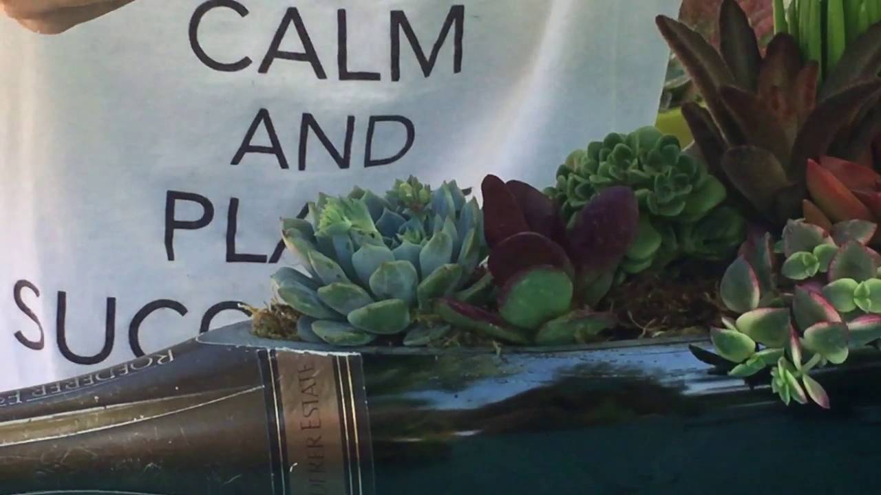 Succulent Tip of the Day Champagne bottle