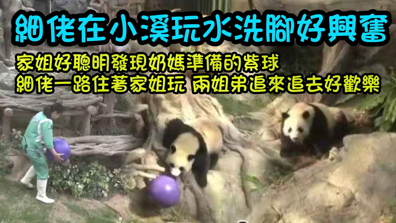 3月14日   細佬在小溪裡洗腳，家姐撩細佬之後快跑，兩姐弟一路追來追去好歡樂#香港大熊貓  #大熊貓家姐細佬