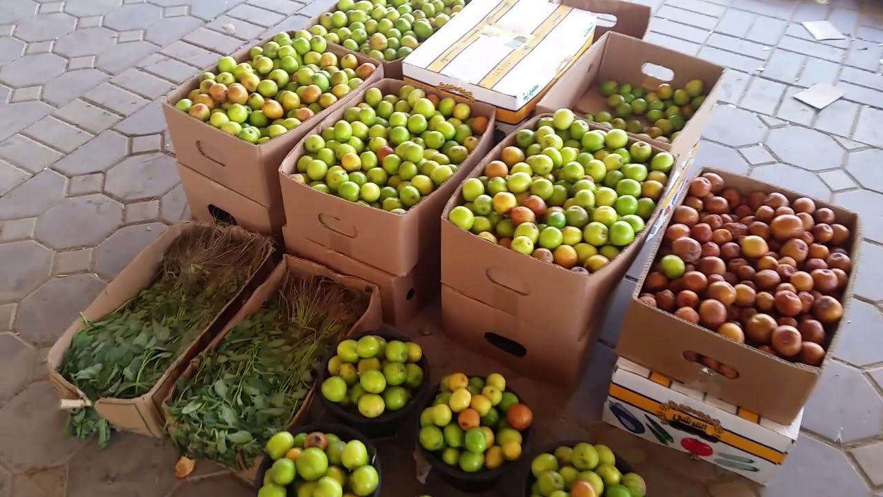 جوله فى يوم المزارع فى أسواق الشمال (شمال الرياض)
