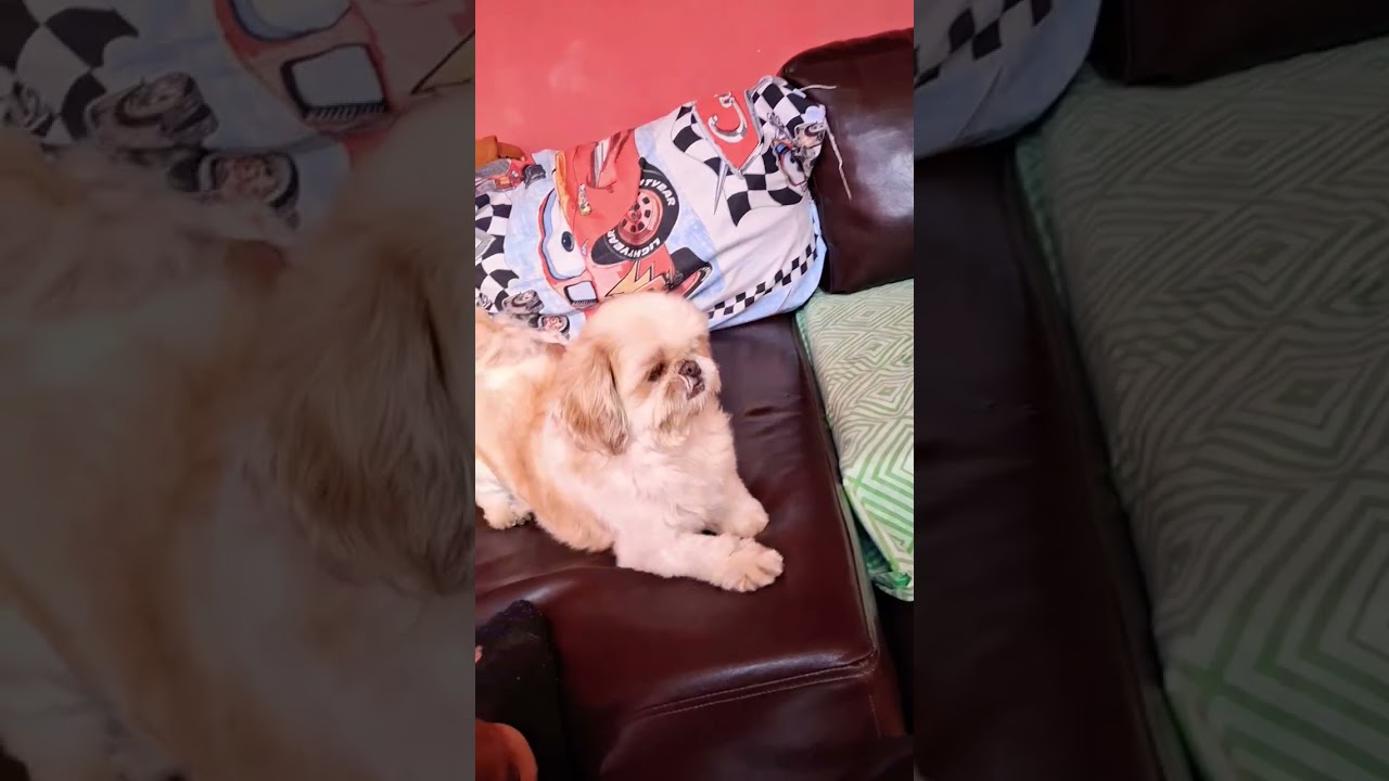 #fyee #fyu #memes #fyyppppp #fyyppppp #pets #flyp #humor #fyourpage #comedia #cachorro #comedy