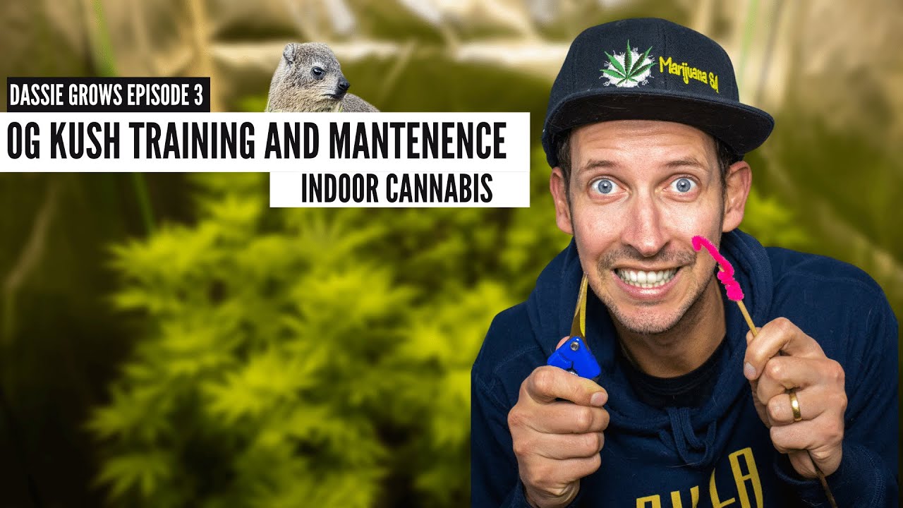 OG Kush Training and Maintenance - Dassiegrows Ep3