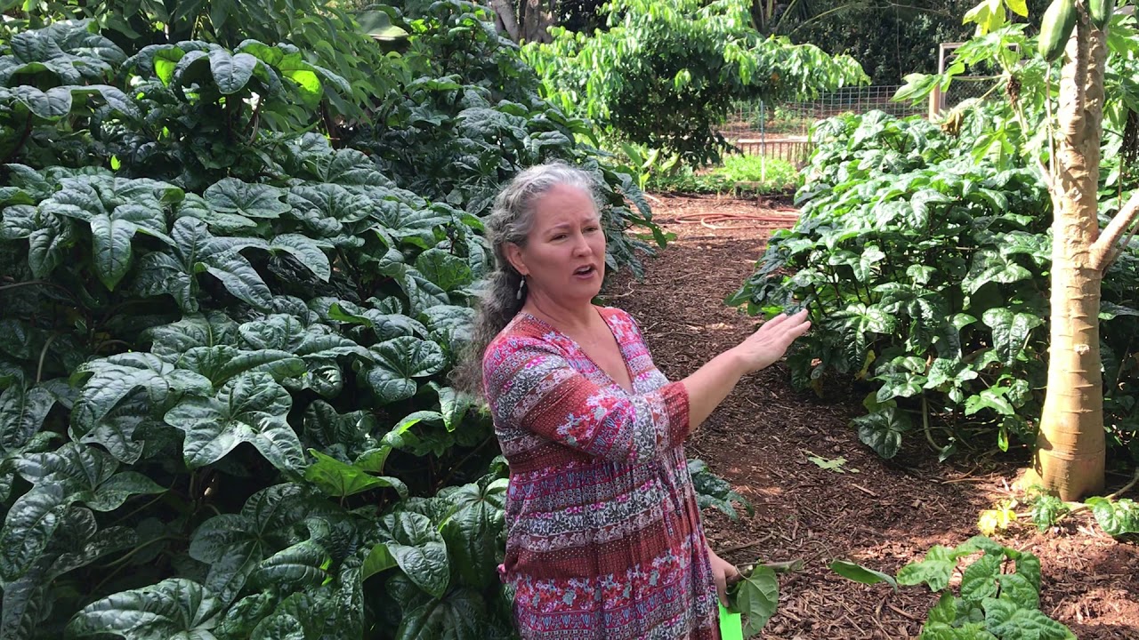 Easy to Grow & Nutritious Lau Pele, aka Tongan Bele