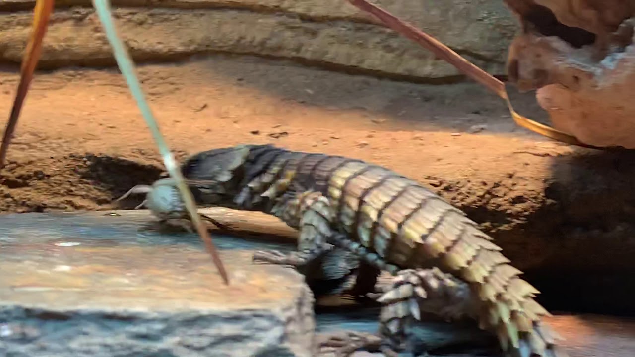 Ouroborus cataphractus feeding time