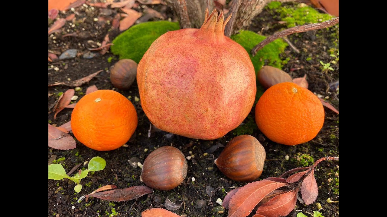 EL KI DE LAS 9 ESTRELLAS Y ALIMENTACI&Oacute;N SALUDABLE