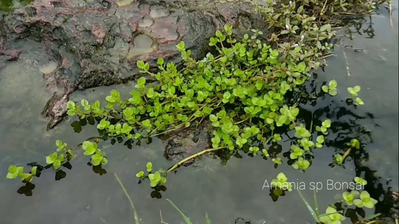 Finding Aquatic Plants in the river for Paludarium