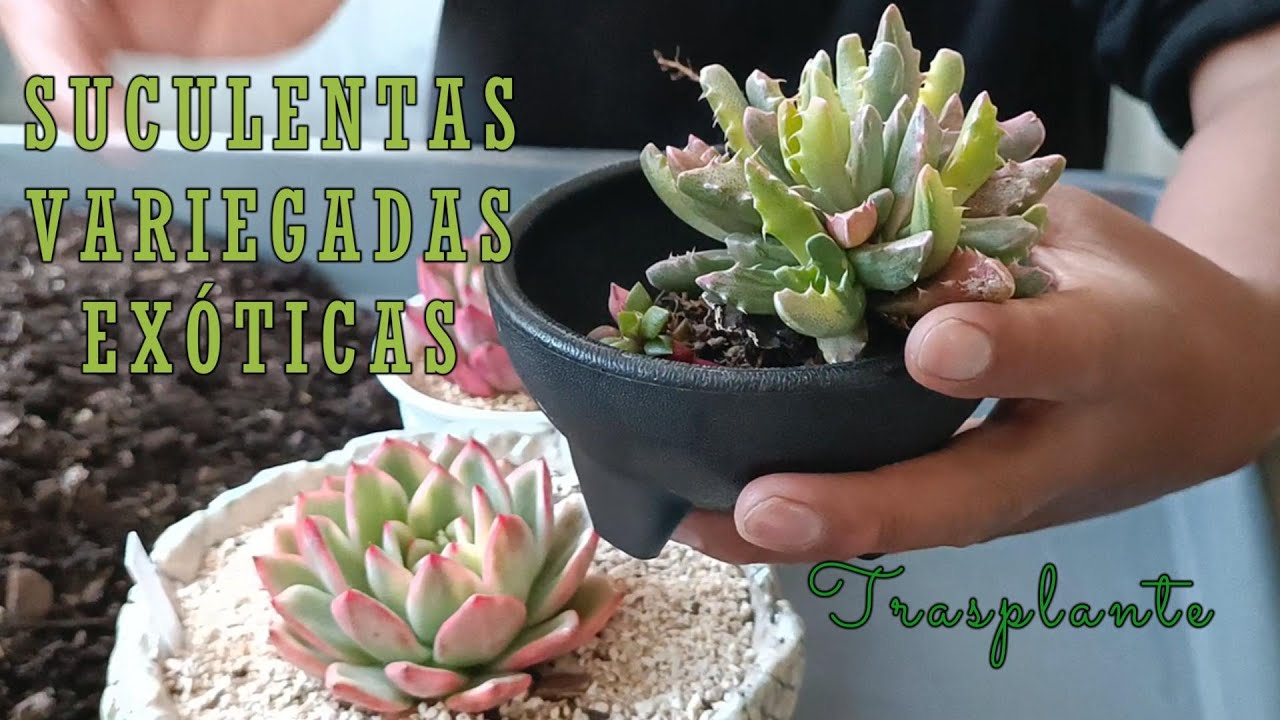 Trasplantemos suculentas variegadas exóticas #agavoides #echeverias