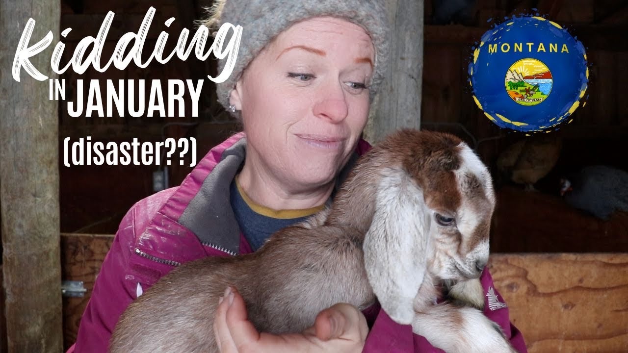 What happens when ALL the goats go into heat at once | Why Every Animal on Your Farm Must Contribute